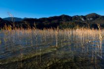 Der Weißensee - Natur pur am Weißensee. • © Loc Hoang